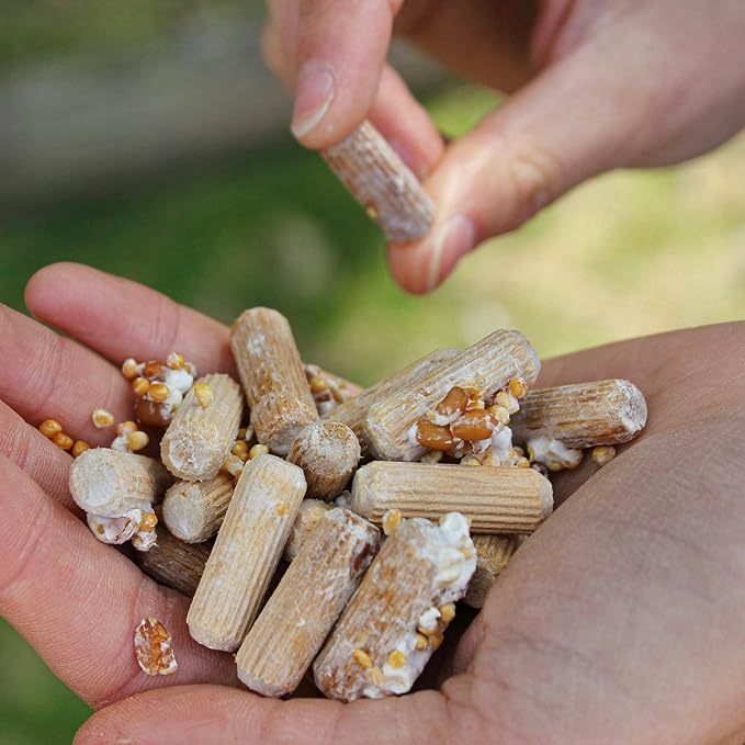 North Spore Organic Hen of The Woods (100 ct) Maitake Mushroom Plugs for Logs | Premium Quality Mushroom Plug Spawn | Handmade in Maine | Grow Gourmet Mushrooms Outdoors | Grifola frondosa