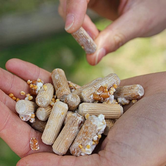 North Spore Organic Reishi (100 ct) Mushroom Plugs for Logs | Premium Quality Mushroom Plug Spawn | Handmade in Maine, USA | Grow Gourmet Mushrooms Outdoors on Logs | Ganoderma lucidum