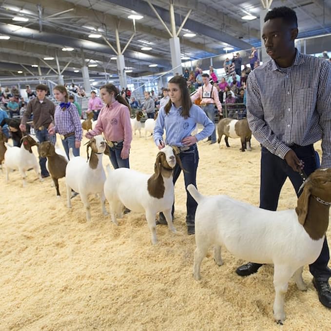 Light Grey Spandex Goat Tube Cover for Show Goats - Large Size, Durable Livestock Show Supplies, Breathable & Adjustable Fit (Light Grey, Large)