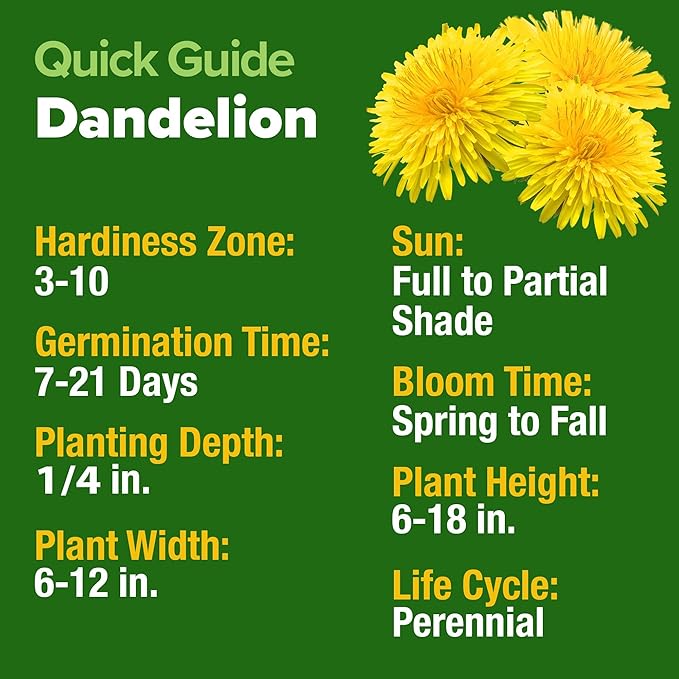 HOME GROWN Dandelion Seeds for Planting – 1200 Heirloom Medicinal Herb Seeds Grow Edible Leaves and Flowers for Remedies or Wildlife (Taraxacum officinale)