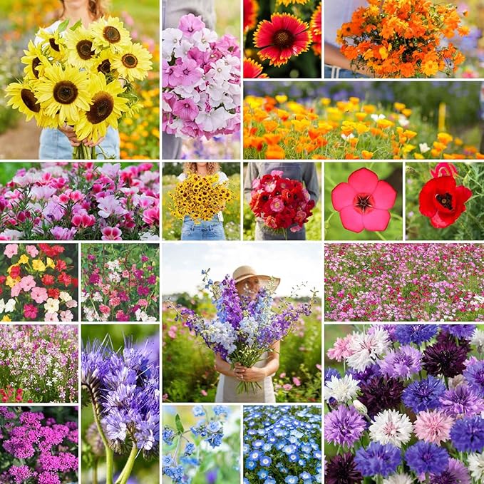 Eden Brothers All Annual Wildflower Mixed Seeds for Planting, 1 lb, 480,000+ Seeds with Sunflower, Indian Blanket, Scarlet Flax | Attracts Pollinators, Plant in Spring, Zones 3, 4, 5, 6, 7, 8, 9, 10
