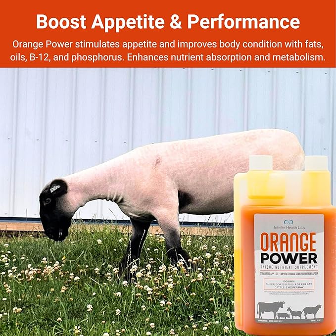 Orange Power Nutrient Supplement for Show Cattle, Sheep, Goats and Pigs - Appetite Stimulant & Performance Booster - Liquid Formula with B12 & Phosphorus (32 Fl Oz.)