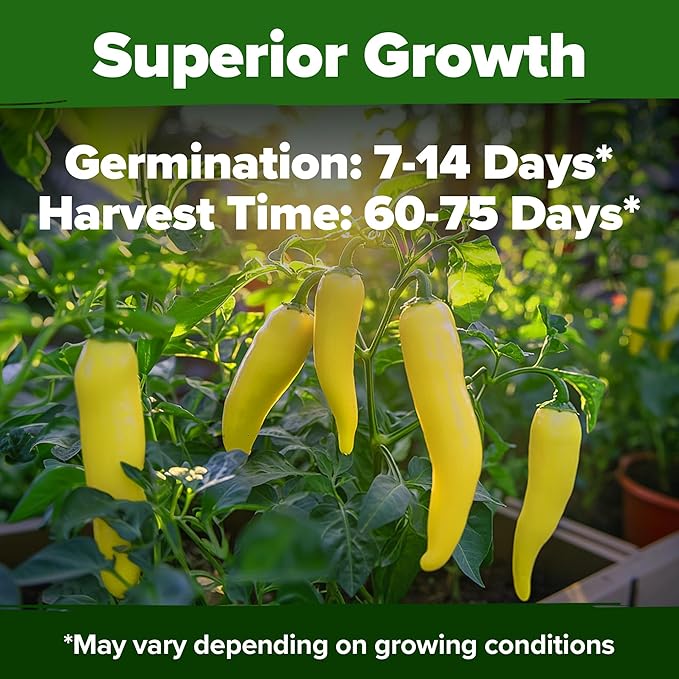 HOME GROWN Banana Pepper Seeds 2 Pack (Capsicum annuum) – 188 Heirloom Seeds, High Germination Vegetable Seeds – Growing Sweet Banana Peppers Indoors or Garden