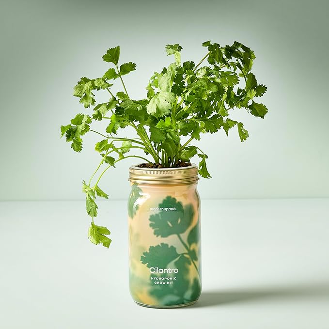 Modern Sprout Mason Garden Jar - Self-Watering Hydroponics Growing System Kit with Organic Herb Seeds - Jar Planter for Indoor Herb Garden - Seed Starter Kit - Home Decor & Gifting - Cilantro