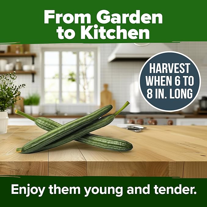 HOME GROWN Luffa Seeds 2 Pack(Luffa aegyptiaca) 80 Heirloom Non GMO Loofah Gourd Seeds for Planting High Germination Rate - Make Sponges or Harvest Young Loofahs for Eating