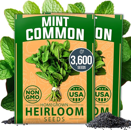 HOME GROWN Premium Common Mint Seeds (Bulk Pack) 3,600 Heirloom Herb Seeds, USA Sourced | Ideal for Planting Outdoors or Indoors for a Fresh Mint Tea Garden (Mentha spp)