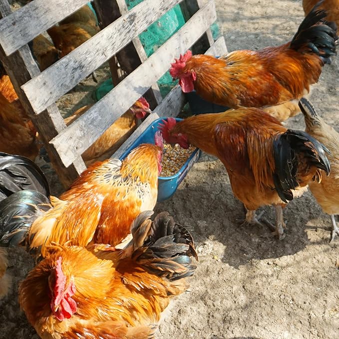 Goovilla Chicken Feeder Waterer, Hanging or Screw-in Fence Feeders with Clips, 2 Pack 5 Quart Goat Feeding Supplies, Duck Piglet Sheeple Coop Dog Livestock Poultry Plastic Feeder Trough Bucket, Blue