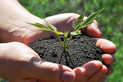 Organic Worm Castings – Earthworm Castings for Plants – Premium Worm Castings Fertilizer for Nutrient-Rich Soil and Healthy Growth (4 QUARTS)