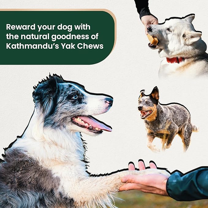 Authentic Himalayan Yak Cheese for Dogs - Large/XLarge (Pack of 4) - Sourced from Pristine Himalayan Foothill, Rawhide-Free, NO preservatives