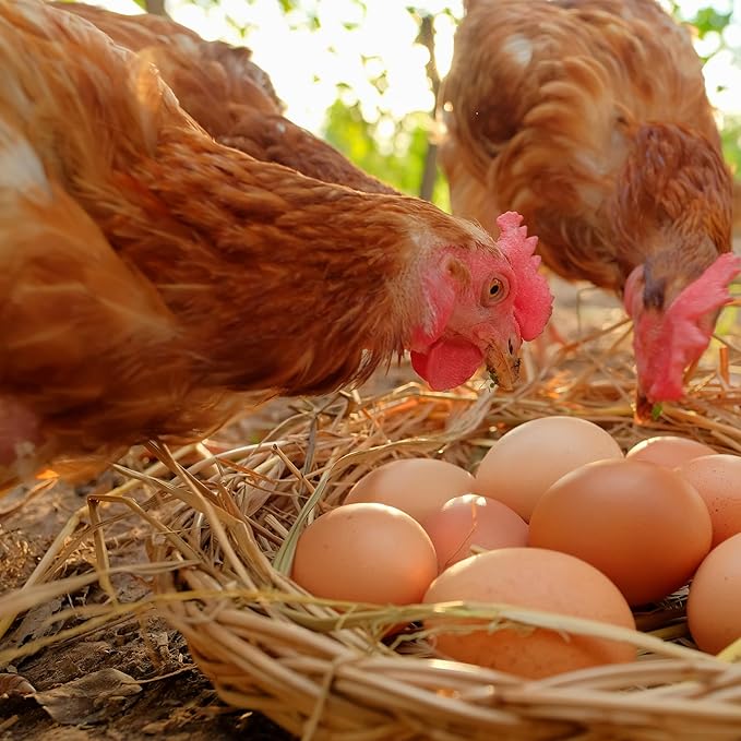 1LB Dried Black Soldier Fly Larvae, Non-GMO & Nutrient-Packed Chicken Feed, Strong Egg Production and Health, Rich in Calcium for Healthy Hens and Ducks, Better Than Dried Mealworms