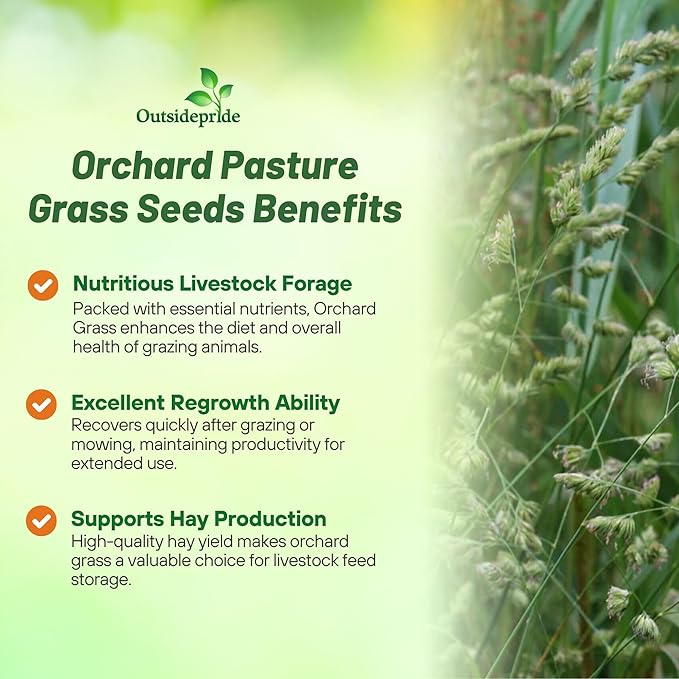 Outsidepride Grazer Orchard Pasture Grass Seed - 25 Lbs. Perennial, Drought & Shade Tolerant, Winter Hardy Fescue Seed for Hay, Grazing, Silage, Greenchop, Goat Feed, & Lawn Use