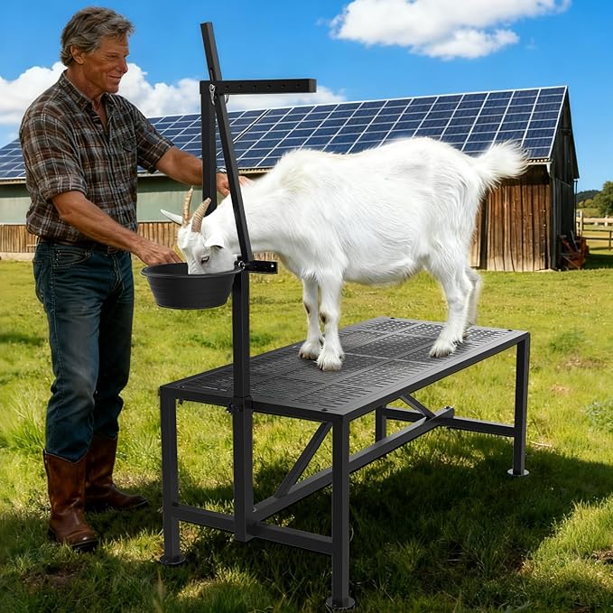 Upgrade Goat Milk Stand with Feed Bin, 400lbs Goat Stand for Grooming & Hoof Trimming, 1mm Thick Platform & Anti-Slip Design, for Pygmy and Dwarf Goats, Firm Head Lock and Adjustable Head