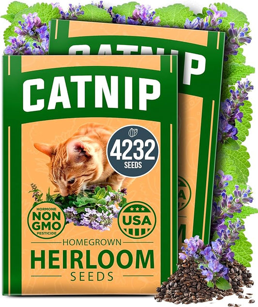 HOME GROWN Catnip Seeds (2 Pack) Heirloom Herb 4232 Seeds - Indoor or Outdoor Seed - High-Germination Cat Nip - Cat Safe Plants (Nepeta cataria)