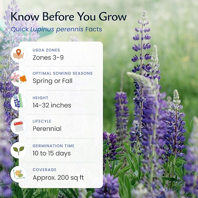 Created by Nature Blue Lupine Seeds, 750 Perennial Wildflower Seeds