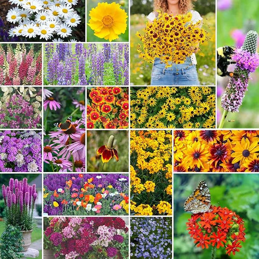 Eden Brothers All Perennial Wildflower Mixed Seeds for Planting, 1 lb, 480,000+ Seeds with Lupine, Shasta Daisy | Attracts Pollinators, Plant in Spring or Fall, Zones 3, 4, 5, 6, 7, 8, 9, 10