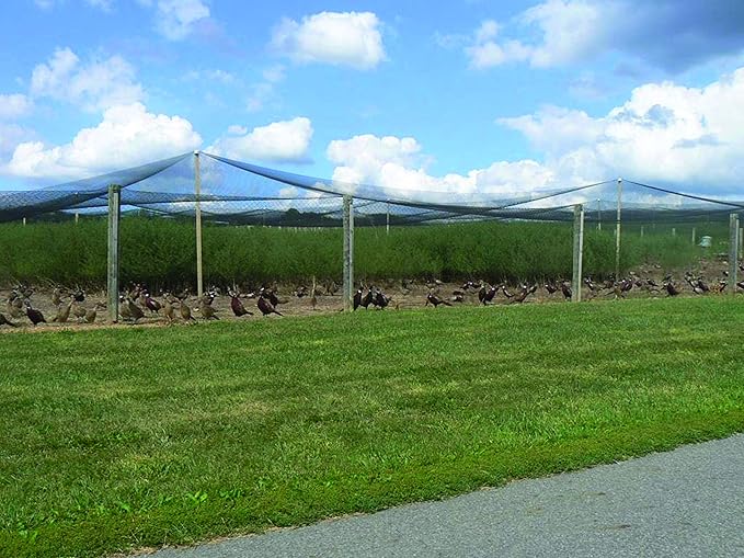 Stromberg’s 2” Mesh Heavy Duty Knotted Aviary Netting, UV Resistant Polyethylene Fiber for Game Birds, Pheasants & Poultry, 85 Lbs Break Strength Durable Against Weather and Predators, Size 50' x 150'