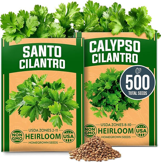 HOME GROWN Cilantro Seeds 250 Calypso & 250 Santo Cilantro for Planting Indoors, Hydroponics or Aerogarden - Heirloom, Non-GMO, Santo Plant, for Your Indoor Herb Garden (Coriandrum sativum)