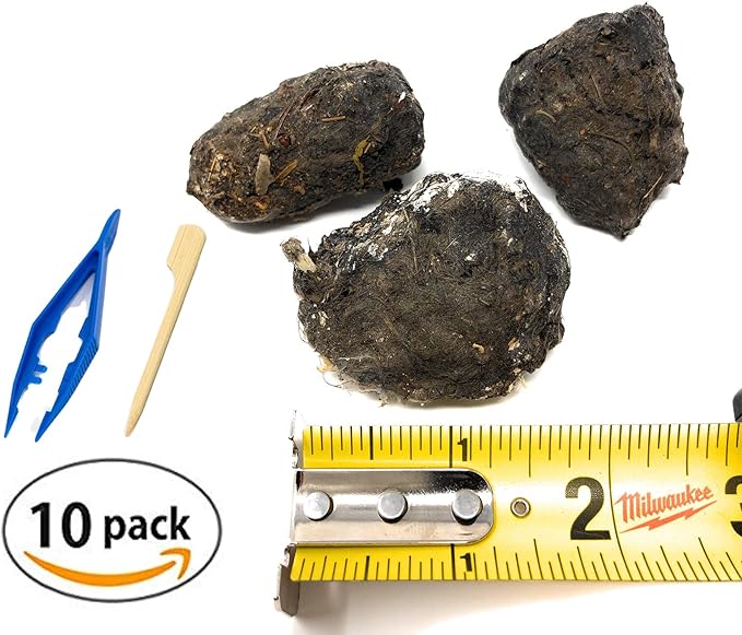 PelletPal Premium Barn Owl Pellets, Large (Pack of 10) - Free Bone ID Chart, 10 Forceps, 10 Paddle Picks, and Teaching Guide Included!