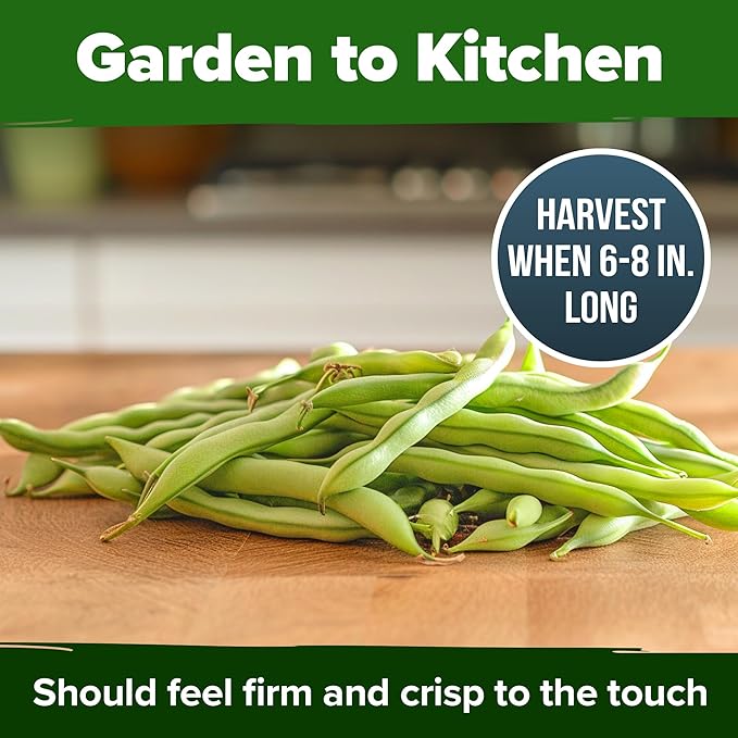 HOME GROWN Contender Bush Seeds - 56 𝗡𝗢𝗡-𝗚𝗠𝗢 𝗨𝗦𝗔-𝗦?𝗨𝗥𝗖𝗘𝗗, Heirloom Green Beans for Planting - Emergency Food Supply (Phaseolus vulgaris)