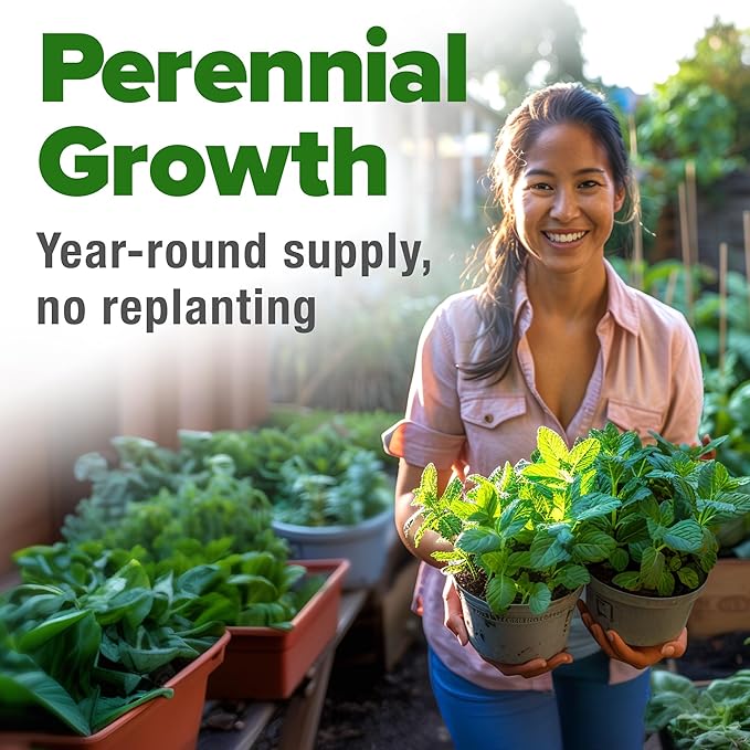 HOME GROWN Premium Common Mint Seeds (Bulk Pack) 3,600 Heirloom Herb Seeds, USA Sourced | Ideal for Planting Outdoors or Indoors for a Fresh Mint Tea Garden (Mentha spp)