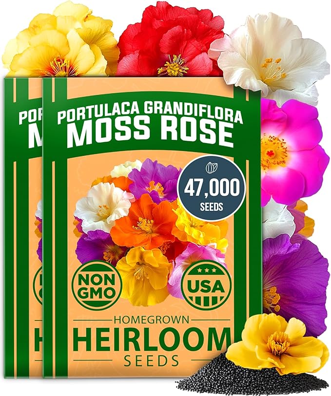 HOME GROWN 47000+ Moss Rose Seeds (Bulk Pack) Annual Flower for Ground Cover - Heirloom Non-GMO Portulaca Seeds for Planting Outdoors - Great for Low-Maintenance Gardens (Portulaca grandiflora)