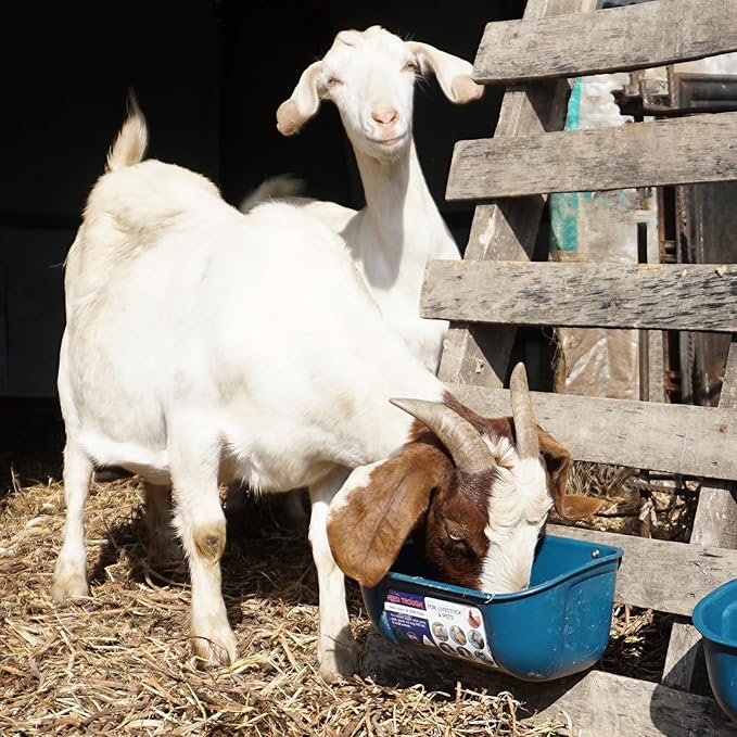 Goovilla Chicken Feeder Waterer, Hanging or Screw-in Fence Feeders with Clips, 2 Pack 5 Quart Goat Feeding Supplies, Duck Piglet Sheeple Coop Dog Livestock Poultry Plastic Feeder Trough Bucket, Blue