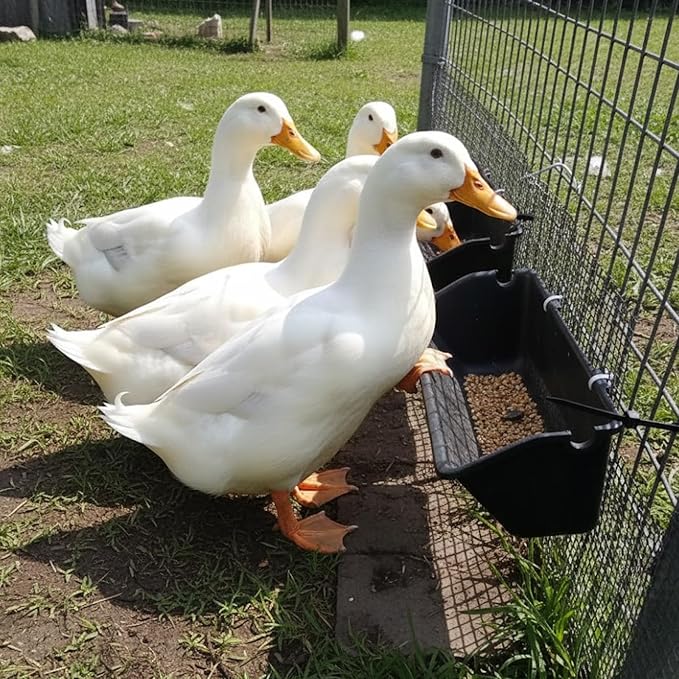 2 Pack Hanging Goat Feeder & Duck Feed Trough, 5 Qt Fence Mounted Livestock Manger – Heavy Duty Plastic Mineral Bucket & Waterer for Sheep, Piglets, Deer & Poultry