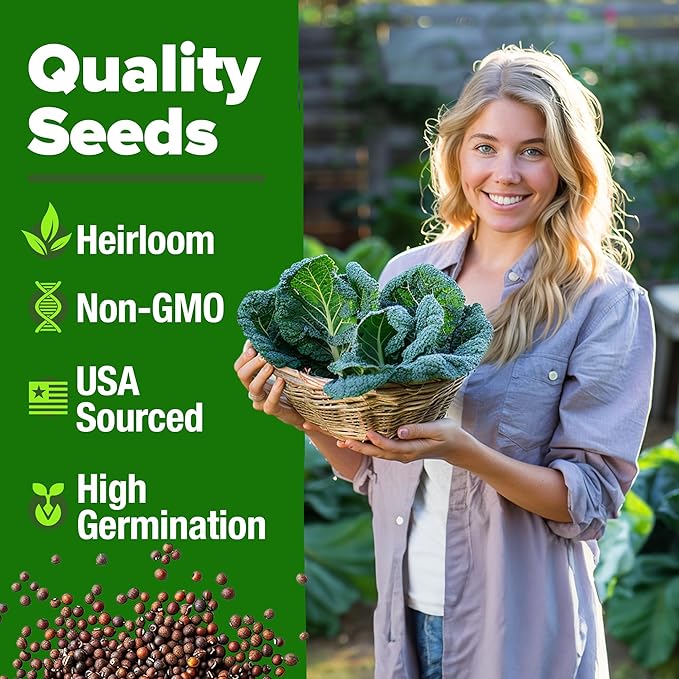 HOME GROWN Georgia Southern Collard Green Seeds – Bulk 2 Pack (600 High-Germination Non-GMO Heirloom Seeds) – for Planting in Vegetable Gardens (Brassica oleracea).