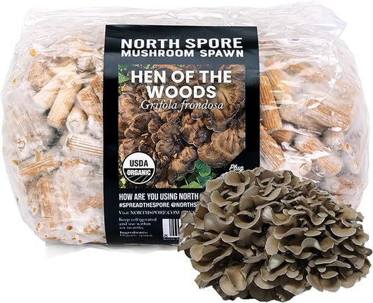 North Spore Organic Hen of The Woods (500 ct) Maitake Mushroom Plugs for Logs | Premium Quality Mushroom Plug Spawn | Handmade in Maine, USA | Grow Gourmet Mushrooms Outdoors | Grifola frondosa
