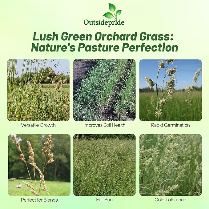 Outsidepride Grazer Orchard Pasture Grass Seed - 25 Lbs. Perennial, Drought & Shade Tolerant, Winter Hardy Fescue Seed for Hay, Grazing, Silage, Greenchop, Goat Feed, & Lawn Use