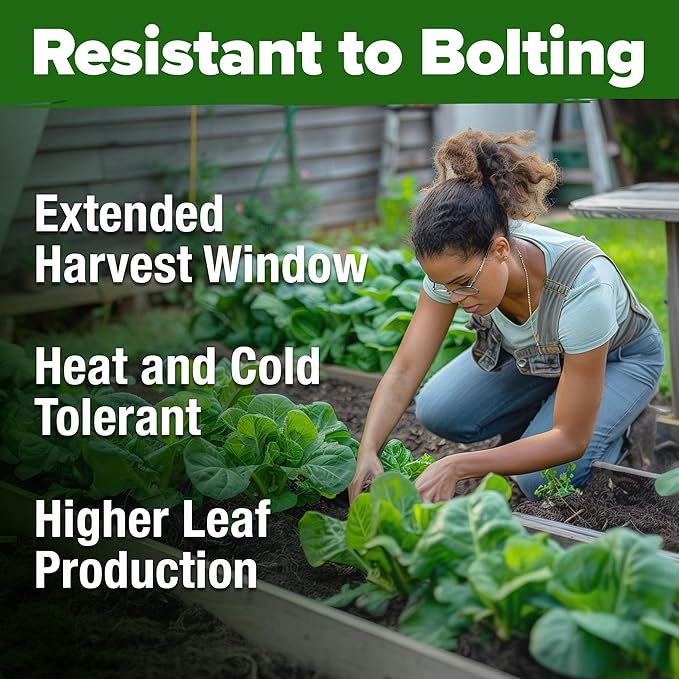 HOME GROWN Romaine Lettuce Seeds, Paris Island Bulk Pack, 7000+ Lettuce Seeds for Planting, High Germination Heirloom Vegetable Seeds,Works Indoor in Hydroponic Garden and Outdoor