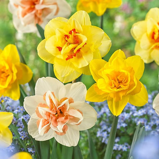 Garden State Bulb Double Mixed Daffodil Flower Bulbs, 14/16cm, Fall Planting (Bag of 250)