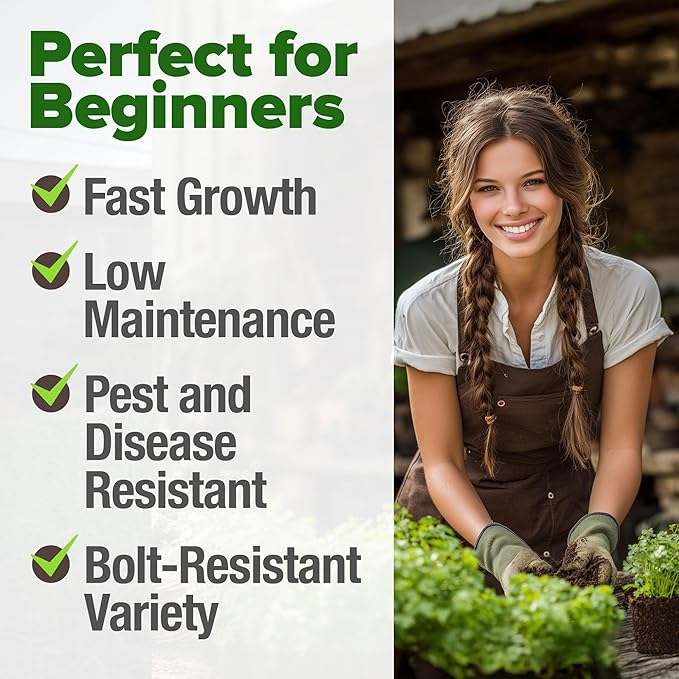 HOME GROWN Cilantro Seeds 250 Calypso & 250 Santo Cilantro for Planting Indoors, Hydroponics or Aerogarden - Heirloom, Non-GMO, Santo Plant, for Your Indoor Herb Garden (Coriandrum sativum)