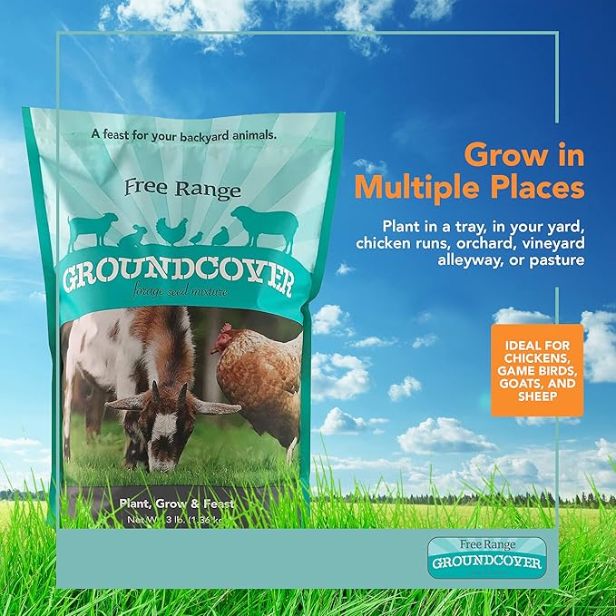 Barenbrug Free Range GroundCover Forage Seed Mixture - Ideal for Chickens, Game Birds, Goats, and Sheep - 3 lb Bag, Blue