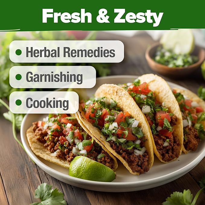 HOME GROWN Cilantro Seeds 250 Calypso & 250 Santo Cilantro for Planting Indoors, Hydroponics or Aerogarden - Heirloom, Non-GMO, Santo Plant, for Your Indoor Herb Garden (Coriandrum sativum)