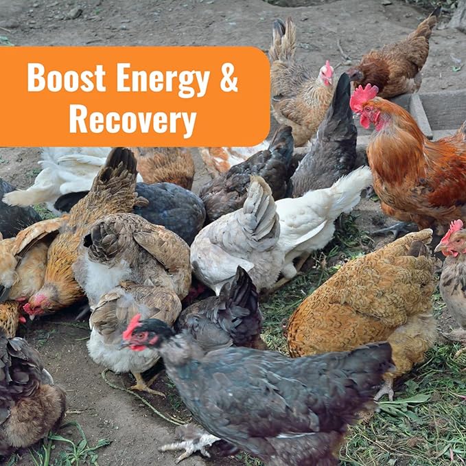 AquaBoost Probiotic + Electrolyte Powder for Chickens – Natural Hydration & Gut Support Supplemnet for Daily Wellness & Egg Production - Safe for All Flocks & Ages - USA (8 oz)