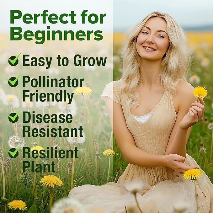 HOME GROWN Dandelion Seeds for Planting – 1200 Heirloom Medicinal Herb Seeds Grow Edible Leaves and Flowers for Remedies or Wildlife (Taraxacum officinale)