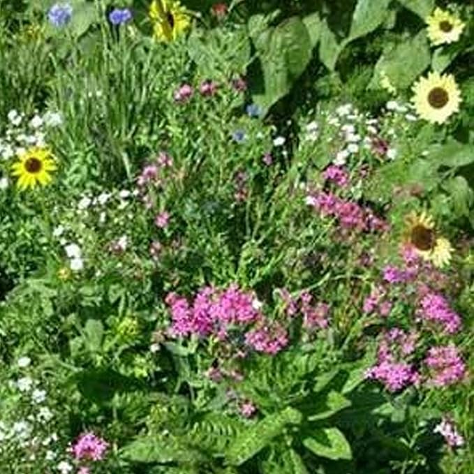 Northeastern Wildflower Seeds Bulk – 1 lb, 640,000+ Seeds – Annual & Perennial Wildflower Mix with Native Northeast Flowers – Regional Pollinator Flower Seed for Garden & Meadow