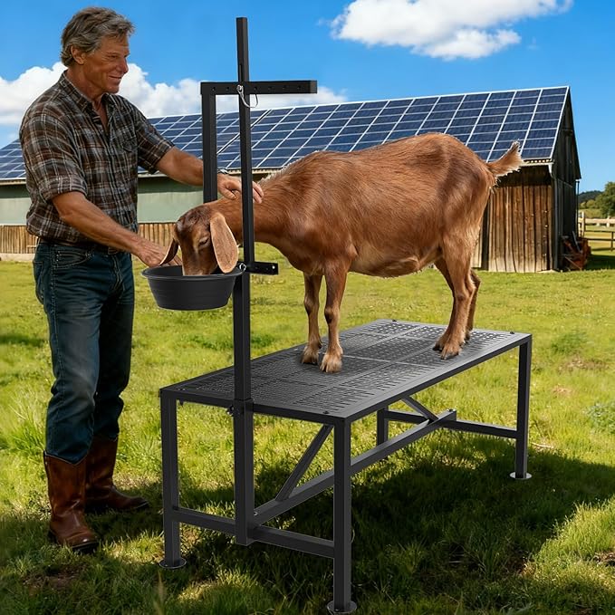 Upgrade Goat Milk Stand with Feed Bin, 600lbs Goat Stand for Grooming & Hoof Trimming, 1mm Thick Platform & Anti-Slip Design, Goat Grooming Stand with Firm Head Lock and Adjustable Head