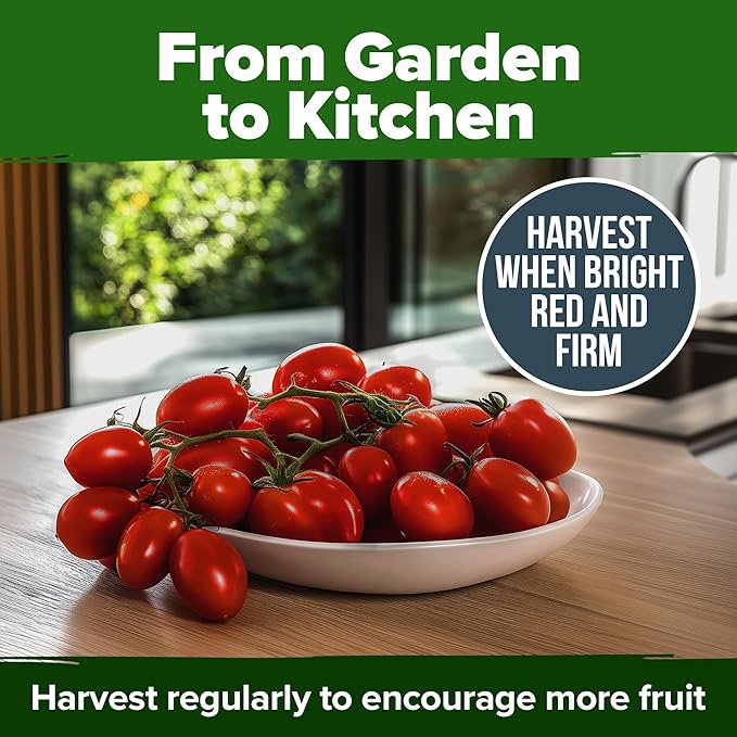 HOME GROWN San Marzano Tomato Seeds – 132 Heirloom, Seeds – High Germination Tomatoes for Indoor & Outdoor Growing – Classic Paste Variety for Gardeners & Home Use