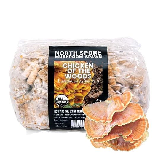 North Spore Organic Chicken of the Woods (500 ct) Mushroom Plugs for Logs | Premium Mushroom Plug Spawn | Handmade in Maine, USA | Grow Gourmet Mushrooms Outdoors on Logs | Laetiporus sulphureus