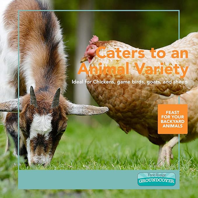 Barenbrug Free Range GroundCover Forage Seed Mixture - Ideal for Chickens, Game Birds, Goats, and Sheep - 3 lb Bag, Blue