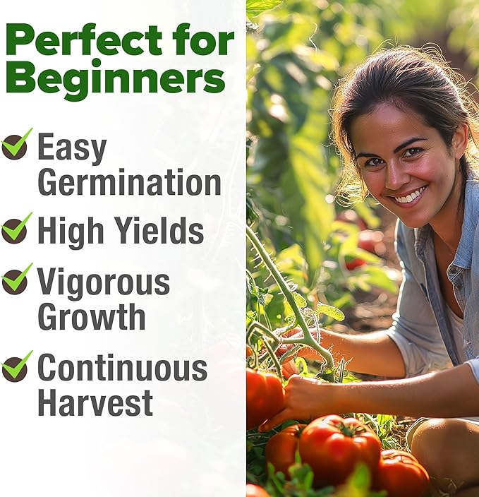 HOME GROWN Beefsteak Tomato Seed 2Pack - 600 Heirloom Tomato Seeds for Planting Outdoors – High-Yield Non-GMO Vegetable Seeds for Growing Large, Meaty Tomatoes for Summer Dishes (Solanum lycopersicum)