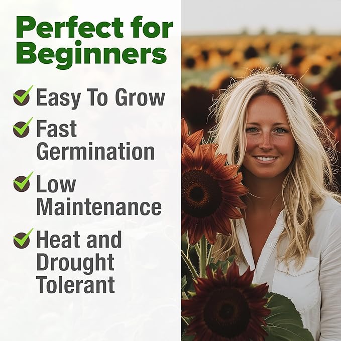 HOME GROWN Chocolate Cherry Sunflower Seeds – 150 Heirloom Non-GMO Seeds – Burgundy Sunflowers for Planting – Tall Garden Flowers That Attract Pollinators & Butterflies (Helianthus annuus)