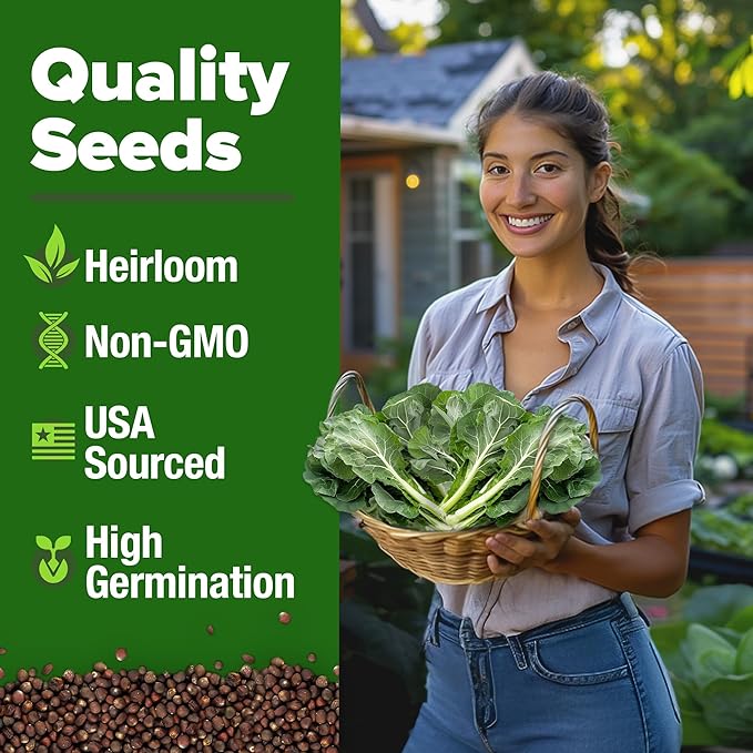 HOME GROWN Collard Green Seeds - 2 Pack - 600 Seeds for Fall Planting - High Germination Heirloom Vegetable Seeds,Vates Collard Greens Seed Pack(Brassica oleracea)