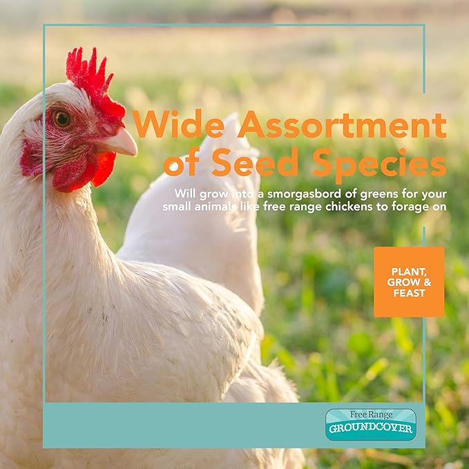 Barenbrug Free Range GroundCover Forage Seed Mixture - Ideal for Chickens, Game Birds, Goats, and Sheep - 3 lb Bag, Blue