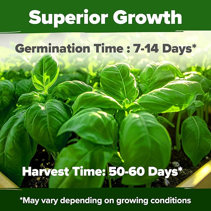 HOME GROWN Genovese Basil Seeds 2 Pack - 3500 Non GMO Heirloom Basil Seeds for Planting (Ocimum basilicum) - Herb Seeds for Indoor & Outdoor Gardening - Grow for Culinary Use