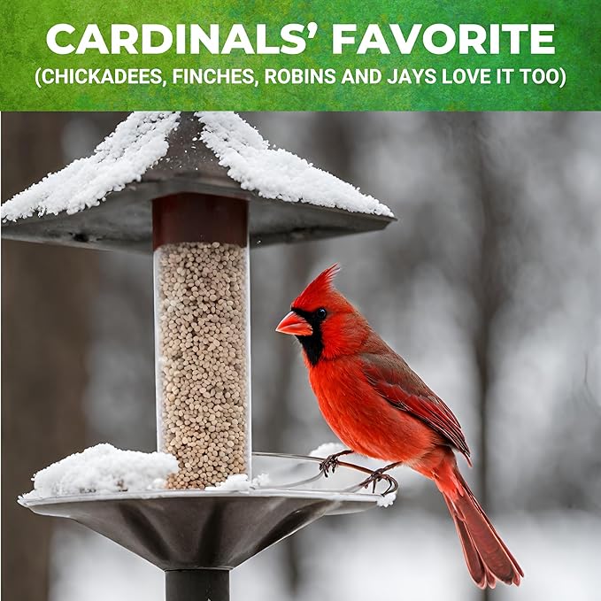 Nature Anywhere Safflower Supreme Bird Seed for Outside Feeders - Made in USA - Clean Premium Quality Wild Birds Food - Hi Protein Bird Feed - No Fillers