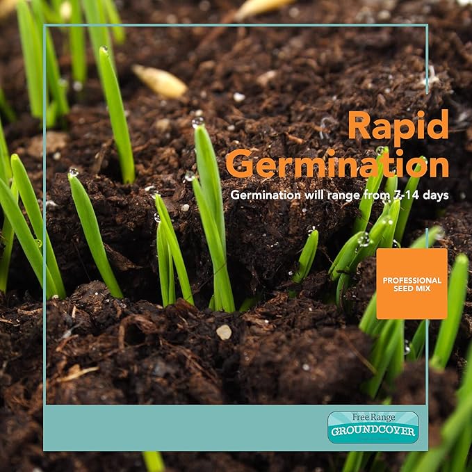 Barenbrug Free Range GroundCover Forage Seed Mixture - Ideal for Chickens, Game Birds, Goats, and Sheep - 3 lb Bag, Blue