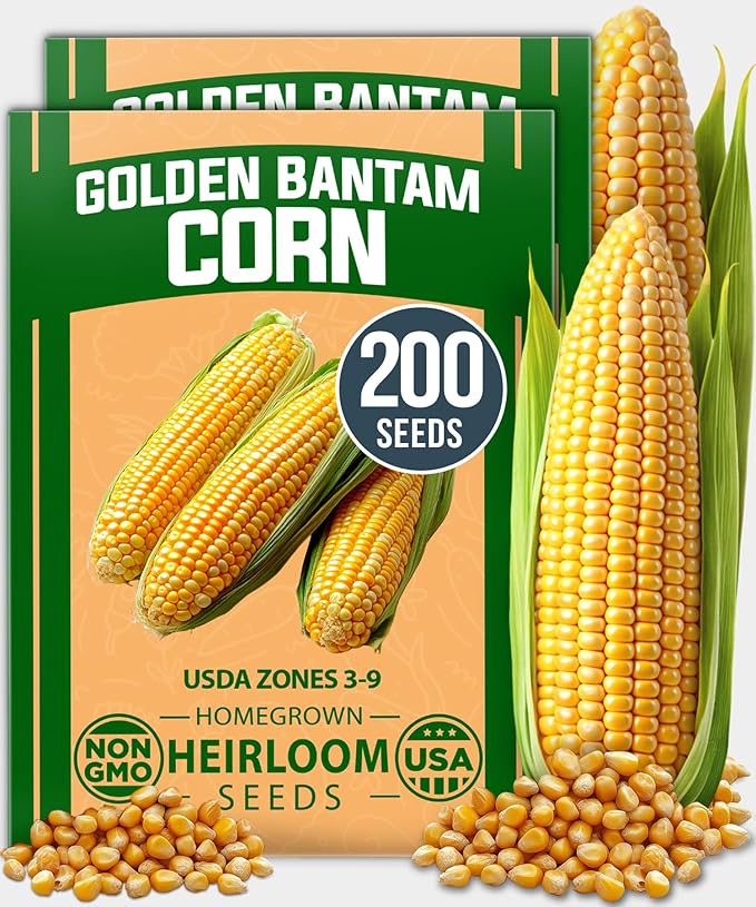 HOME GROWN Golden Bantam Corn 2 Pack – 200 Heirloom Vegetable Seeds – Grow Sweet Corn Outdoors – Easy for Beginners & Great for Home Gardeners –High Germination (Zea mays)